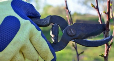 Jak prořezávat sloupovou jabloň - pravidla a jemnosti